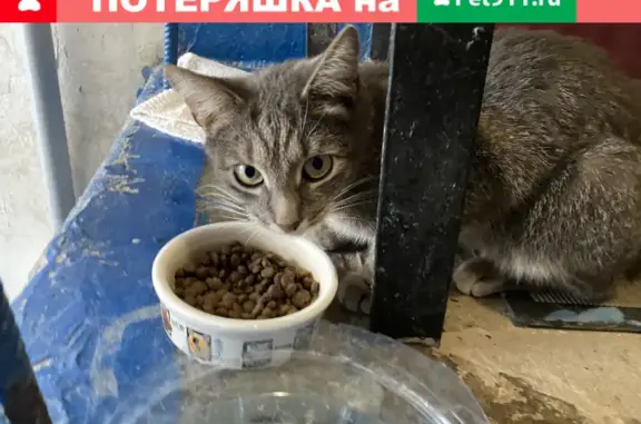 Найден кот по адресу ул. Николая Руднева, 61, Тула.