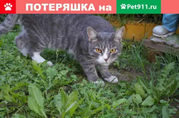 Пропал кот Боря на ул. Красноармейская 17