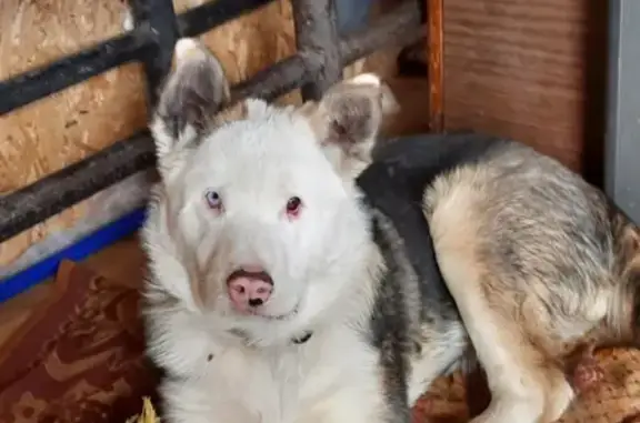 Пропала собака с дефектом в Кузяево