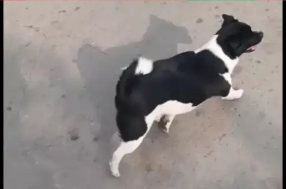 Пропала собака Джеси на Коммунистической улице