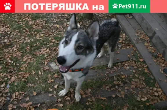 Пропала собака в районе Травяного озера, г. Реж (Свердловская обл.)