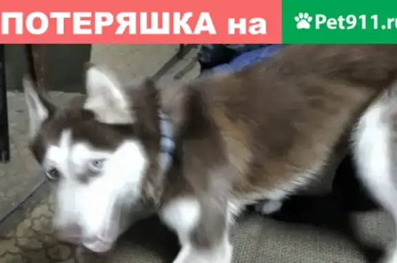 Найдена активная собака на улице 12 Сентября, 7 в Ульяновске