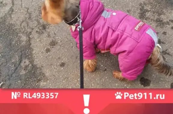 Пропала собака Плюша около Алтуфьевского пруда, Москва