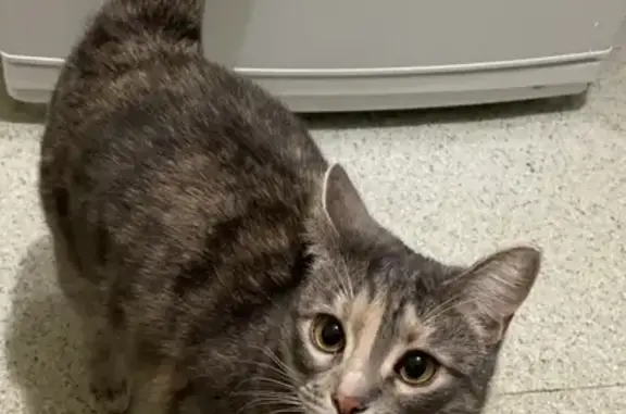 Кошки потеряшки, Санкт-Петербург, фото: Потеряшка кошка на пр. Космонавтов 38, вознаграждение!