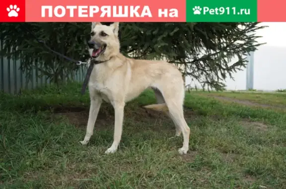 Пропала собака Лора, вознаграждение 10000, ул. Плеханова, Москва