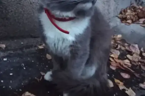Найдена кошка на ул. Крылова, 14 в Н.Новгороде