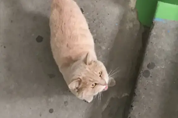 Найдена персиковая кошка на Комсомольской 23а