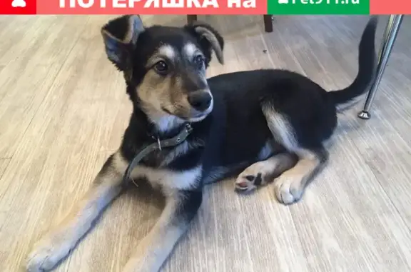 Найден щенок на остановке Красномосковская