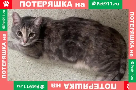 Кошки потеряшки, Санкт-Петербург, фото: Потеряшка кошка на проспекте Космонавтов 38