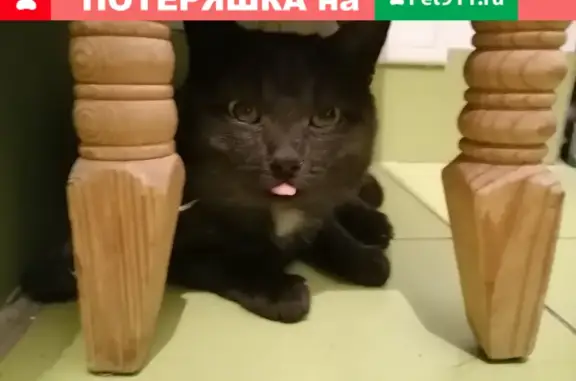 Найден черный кот около Хлеб-Соли в Ново-Ленино