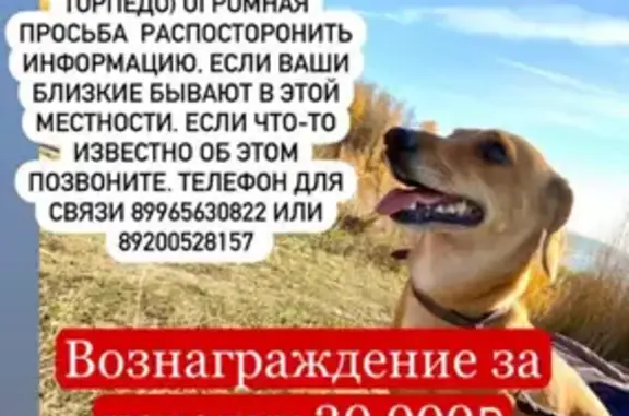 Пропала собака Дженни на Садовой, Н.Новгород