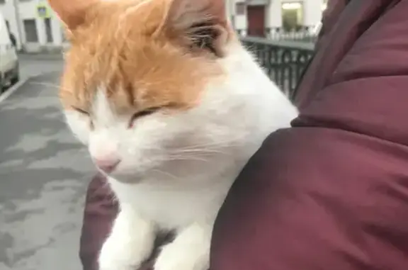 Найдена кошка в СПб на Подьяческом мосту