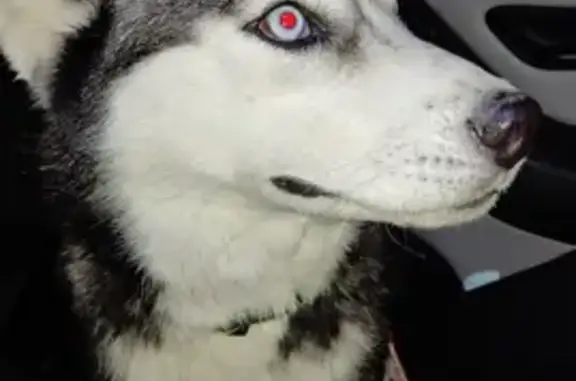Найдена собака Хаски в лесу Соколиного, Крым