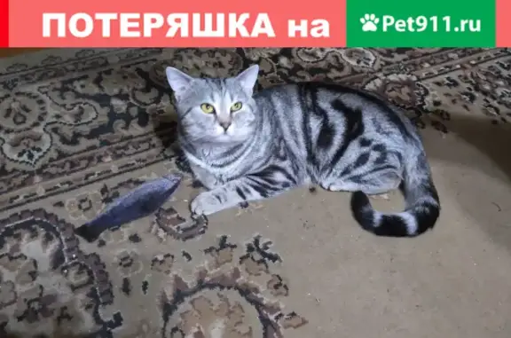 Пропала кошка Котя в Петрозаводске, 5 поселке