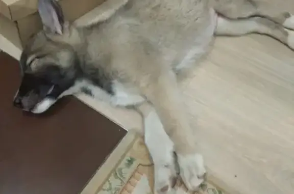 Собака найдена в Саду Победы, Челябинск
