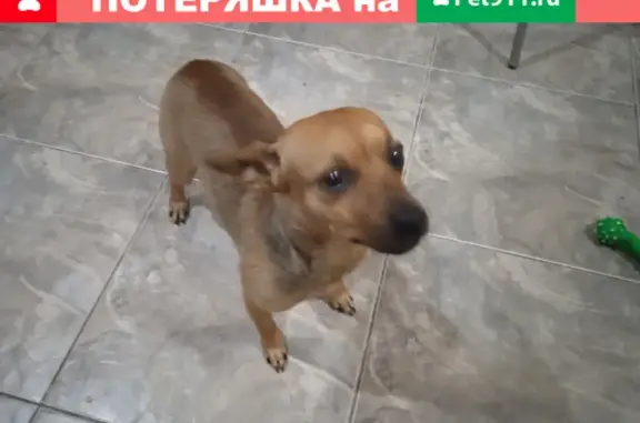 Собака найдена у Парк Хауса на Советской улице, Волгоград