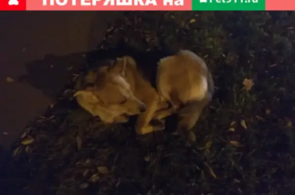 Найдена собака возле стадиона Локомотив