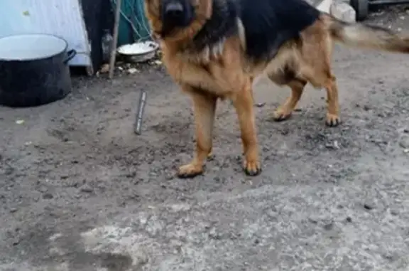 Найдена собака на Смоленской улице, Орёл.