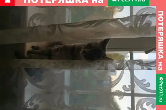 Пропала кошка Муся в ЖК 