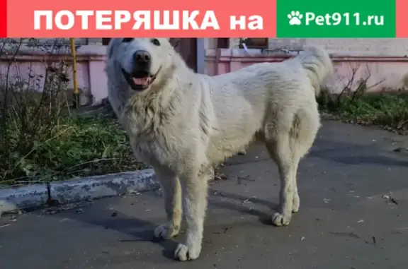 Найдена собака без ошейника на улице Мира, Балашиха