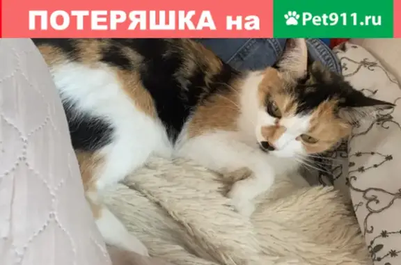 Пропала кошка на улице Ленина, 74 в Батайске