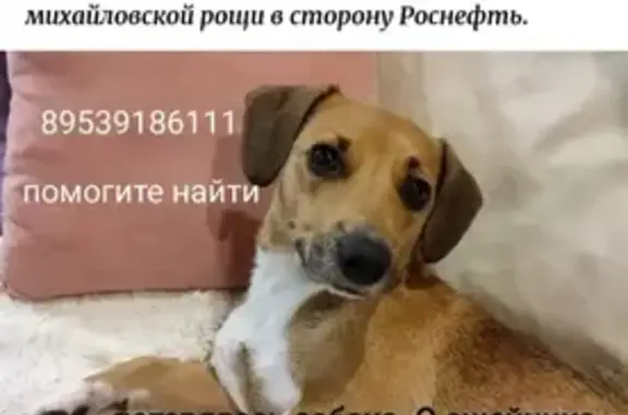 Пропала собака Лапа в Михайловской роще, Томск