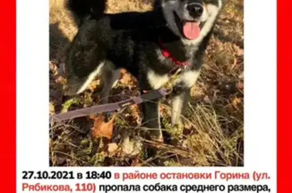 Объявления о пропавших и найденных животных, Ульяновск, фото: Пропала собака с улицы Рябикова, 110 в Ульяновске