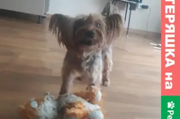 Собаки потеряшки, Челябинск, фото: Потеряшка йоркширский терьер на ул. Марченко, Челябинск