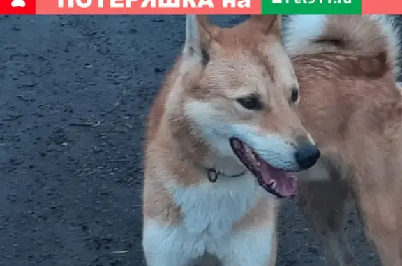Найдена собака с адресником на ДНП Клейменово-1