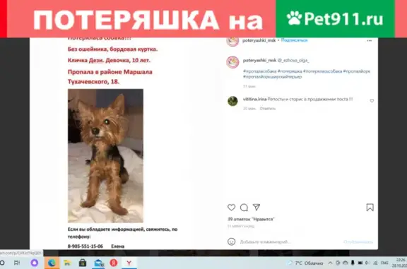 Пропала собака Дези на ул. Маршала Тухачевского 18