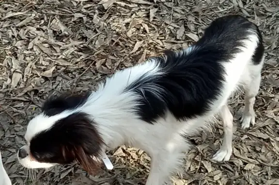 Пропала собака Адель, черно-белый окрас, район 137 лицея, вознаграждение.