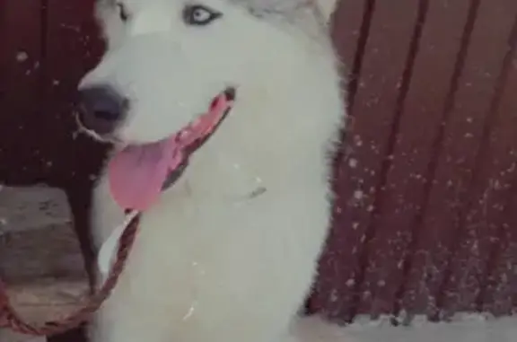 Собаки потеряшки, Краснодар, фото: Потеряшка собака Хаски Макс в районе Хуторок Южный, Краснодар, Россия