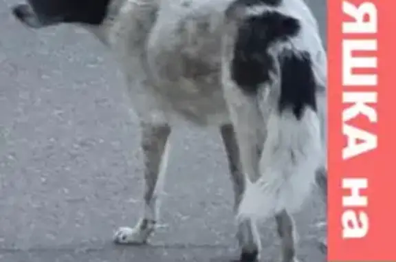 Найдена бело-черная собака на Чкалова 1, Чита