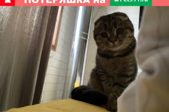 Кошки потеряшки, Санкт-Петербург, фото: Потеряшка кошка на улице Связи, СПб.