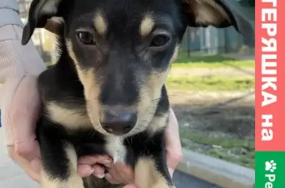 Найдена собака, Калининград, фото: Найден щенок с ошейником на ул. Автомобильной