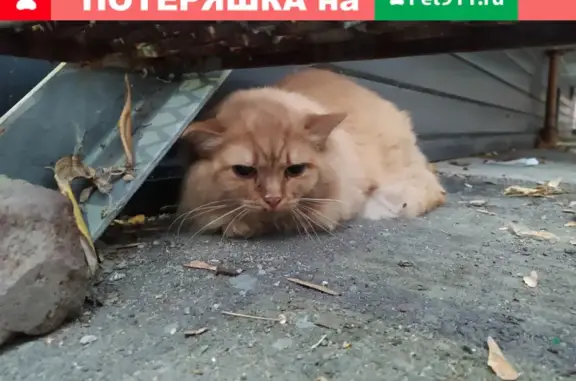 Найден рыжий кот в Лененском районе, нужны хозяев