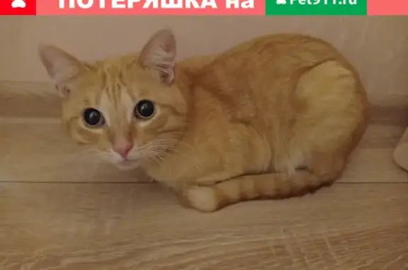 Найден домашний кот на ул. Пушкинская 229, Ижевск