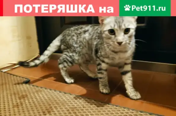Найдена кошка на ул. С. Есенина, 72, Краснодар