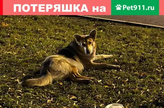 Собака найдена в Люблино, Москва
