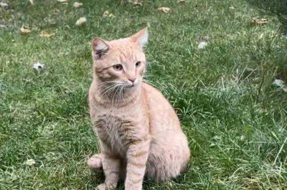 Найдена кошка на Бауманской улице в Москве
