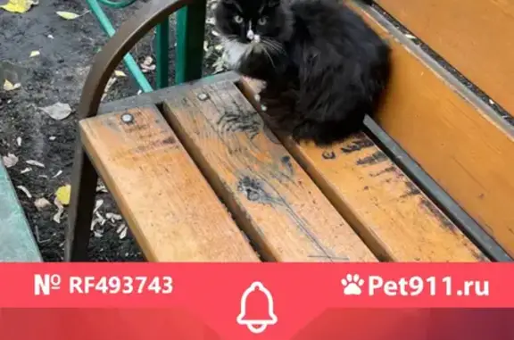 Потерянная кошка возле метро Водный стадион, контактный номер 7(903)002-59-71.