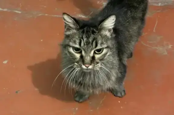 Потерянная кошка в Железнодорожном районе, Ростов-на-Дону