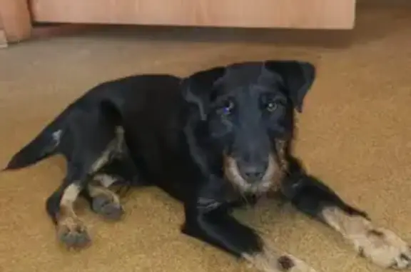 Найдена собака в Хабаровске, Океанская улица 25