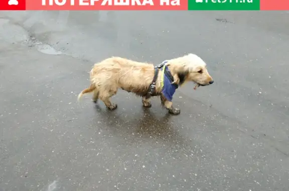 Собака найдена в парке Дубки, ошейник на Глеба Успенского.