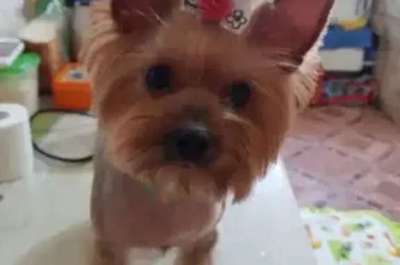 Объявления о пропавших и найденных животных, Анапа, фото: Пропала собака Эля на ул. Ленина, 175 в Анапе