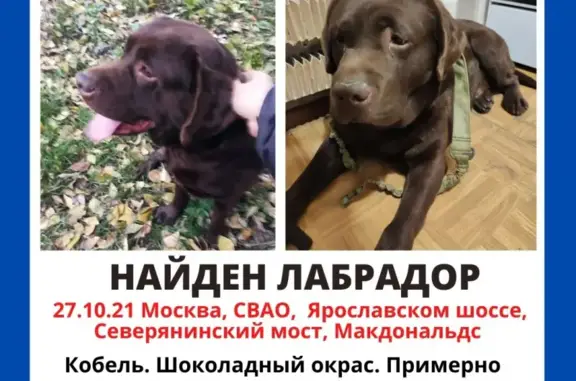 Найдена собака на Соборной площади, Москва.