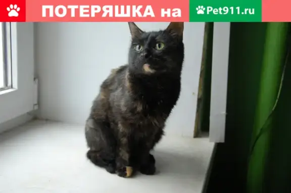 Найдена ласковая кошка на Советской площади