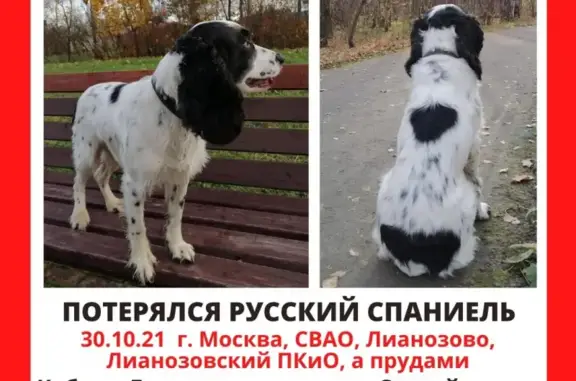 Пропала собака на Угличской улице, Москва.