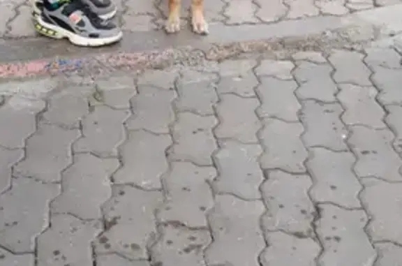 Найдена собака в поселке Мраморный карьер, Красноярск