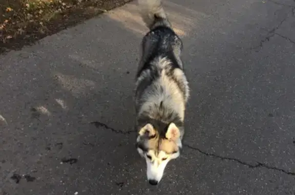 Пропала собака Айко в Осоргино, Московская область